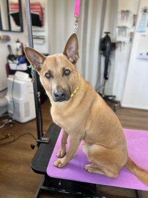 Elevated Dog Grooming