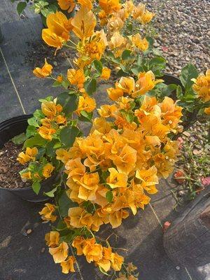 Bloomers Nursery & Landscape