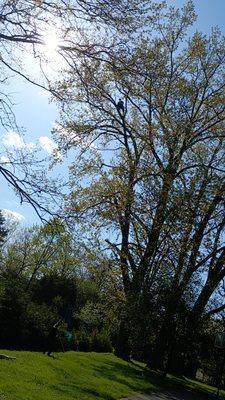 Joe Kings Tree Service