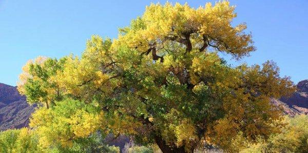 Marshall's Tree Service