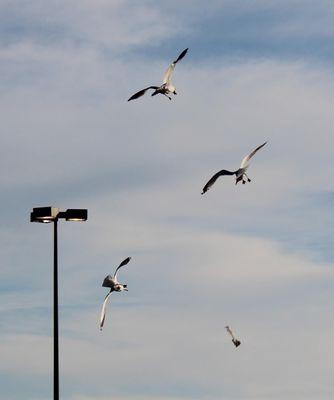 Shreve City Shopping