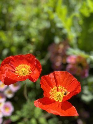 Sherman Library & Gardens