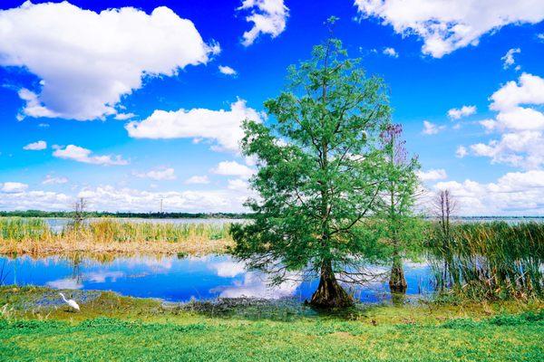 Nature Scene at Circle B Bar Reserve - Cypress trees and wetlands reflect the wild & natural beauty of Lakeland, Florida.