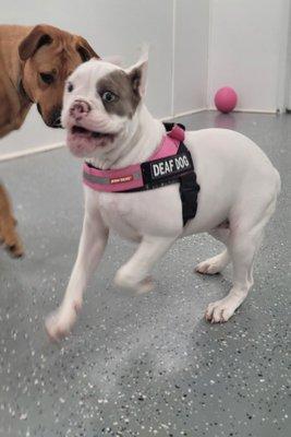 Macatawa Dog Training