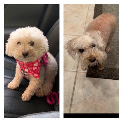 Left, before Groomington coat factory groom, right, after the groom. You decide! She was also traumatized and had many cuts from the razor.