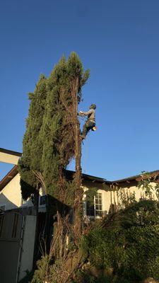 Salvador’s tree service