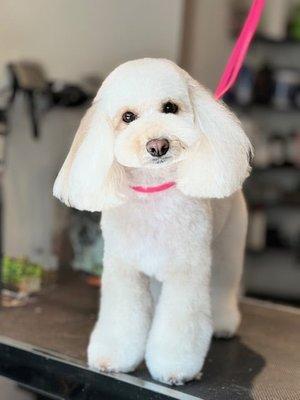 White poodle with a pink collar standing on a grooming table after grooming session.
