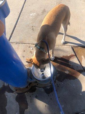 A dog drinking water from a water fountain