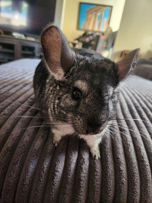 Flint the Chinchilla