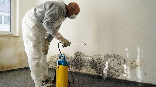 Chicago mold removal