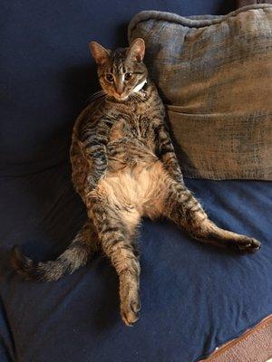 Fortunate Feline Adoption League