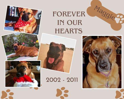 Pet Vet Animal Hospital