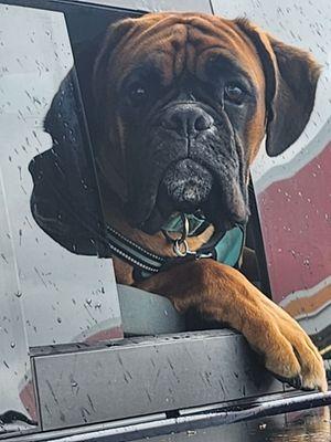 Belcaro Animal Hospital