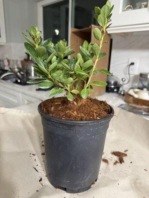 Singing Tree Gardens & Nursery