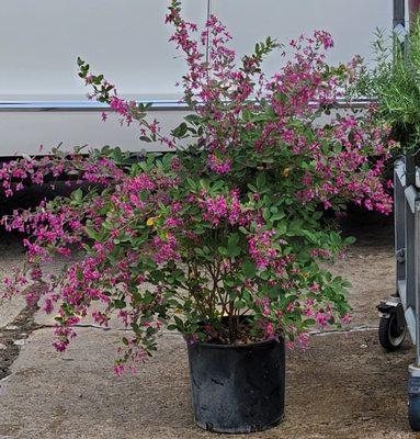 Kingwood Garden Center