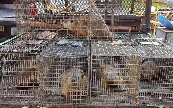 Paterson Wildlife Removal