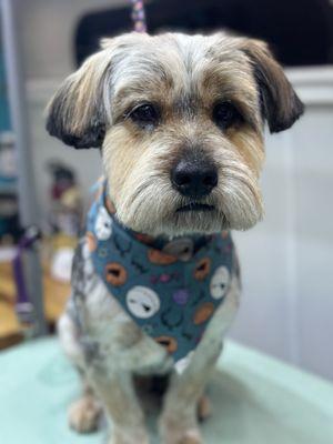 Rock A Pooch Pet Styling