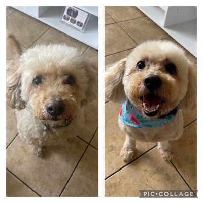 My Benny's before and after photo.