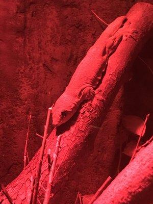 Roadhouse Forest Night Hike