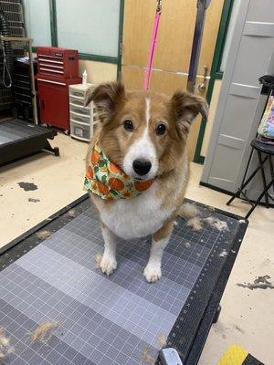 Furever Pampered Pet Grooming