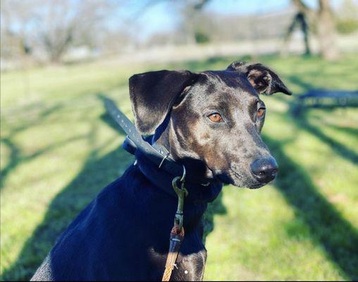 LCR-K9 Training of DFW