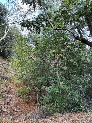 El Sereno Open Space Preserve
