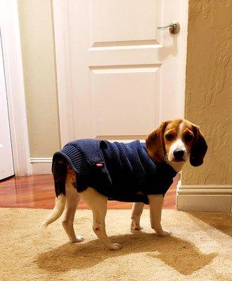 Chamberlain Pet and Home Services