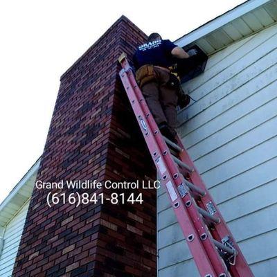 Raccoon removal and damage repair: Walker MI