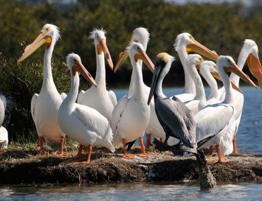 St. Johns Wildlife Tours