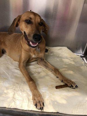 Full Circle Animal Hospital