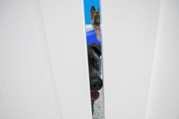 Hounds Town - Smyrna