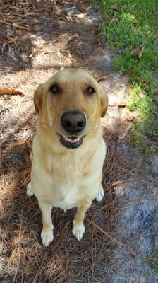 Loving Petcare