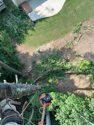 Alaskan Timber Tree Service