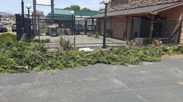 Tree trimming stump removal Minneapolis