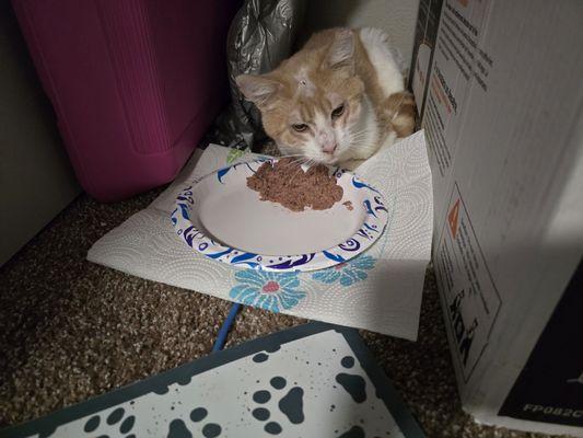 Nevada Humane Society