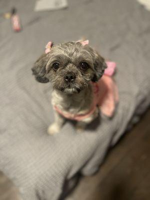 Tender Touch Dog Grooming Salon