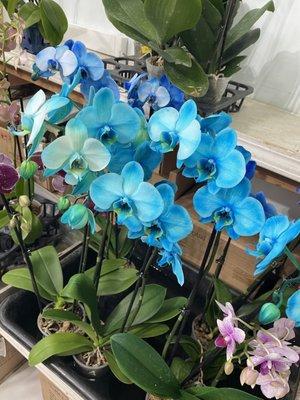 Orchid blue