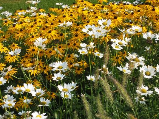 Timothy Lee Landscape Design