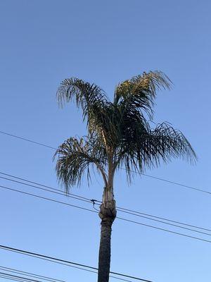 Francisco's Tree Service