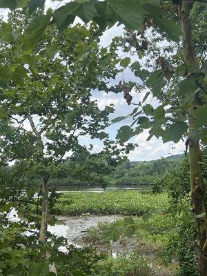 Anacostia Riverwalk Trail