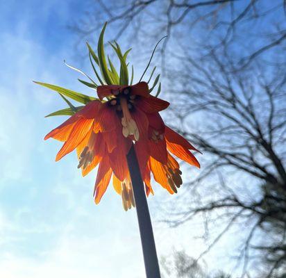 Fritillaria