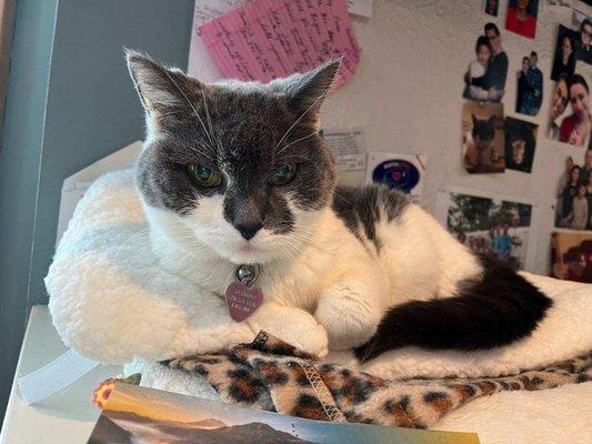 Laura's Critter Care