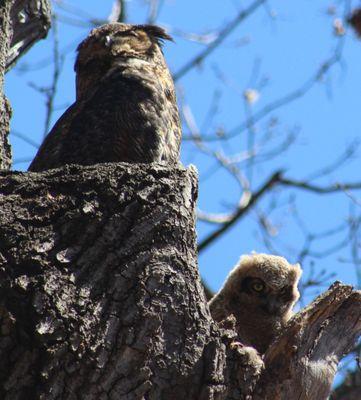 Great Horned owl family