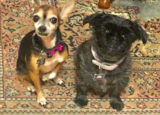 Tender Touch Grooming