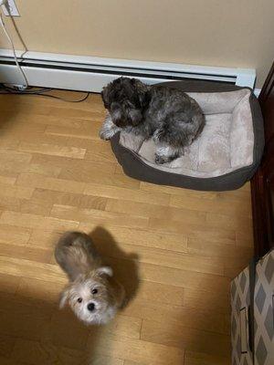 Silver Nickel Puppies