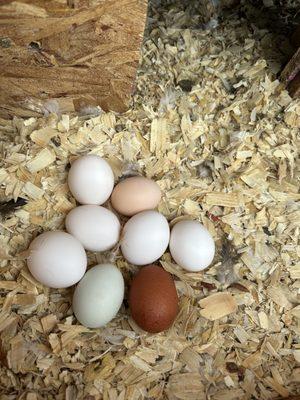 Green Bird Cellars & Organic Farms