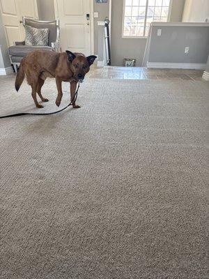 Carpet cleaned!!