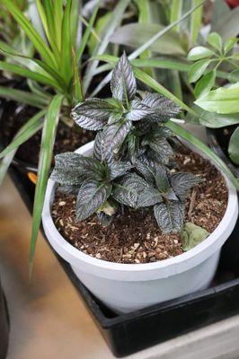 Juanita's Flowers and Garden