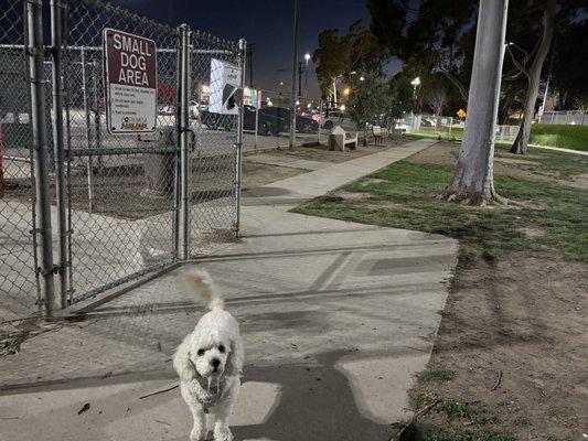 The only accessible paved sidewalk on small dog side