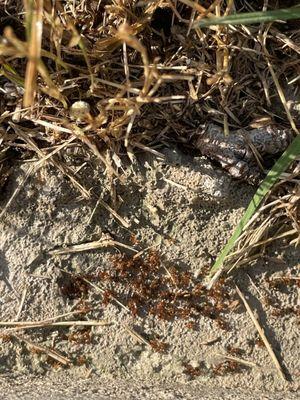 Avalanche Termite and Pest Control